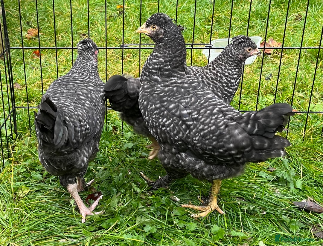 Chickens poultry for sale: Aracana hybrid green egg layers chickens - Image 2