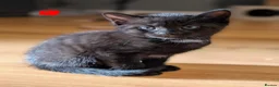 Russian Blue cats for sale: Russian blue kittens for sale.  - Advert 7