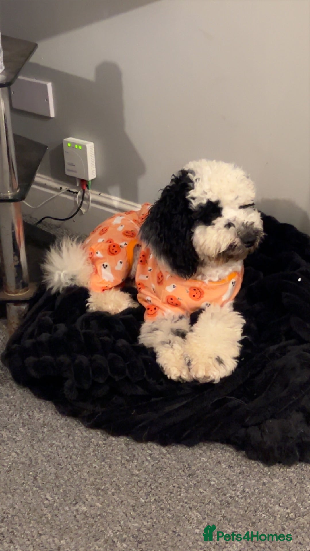 Cockapoo dogs for sale: Milo  - Image 7