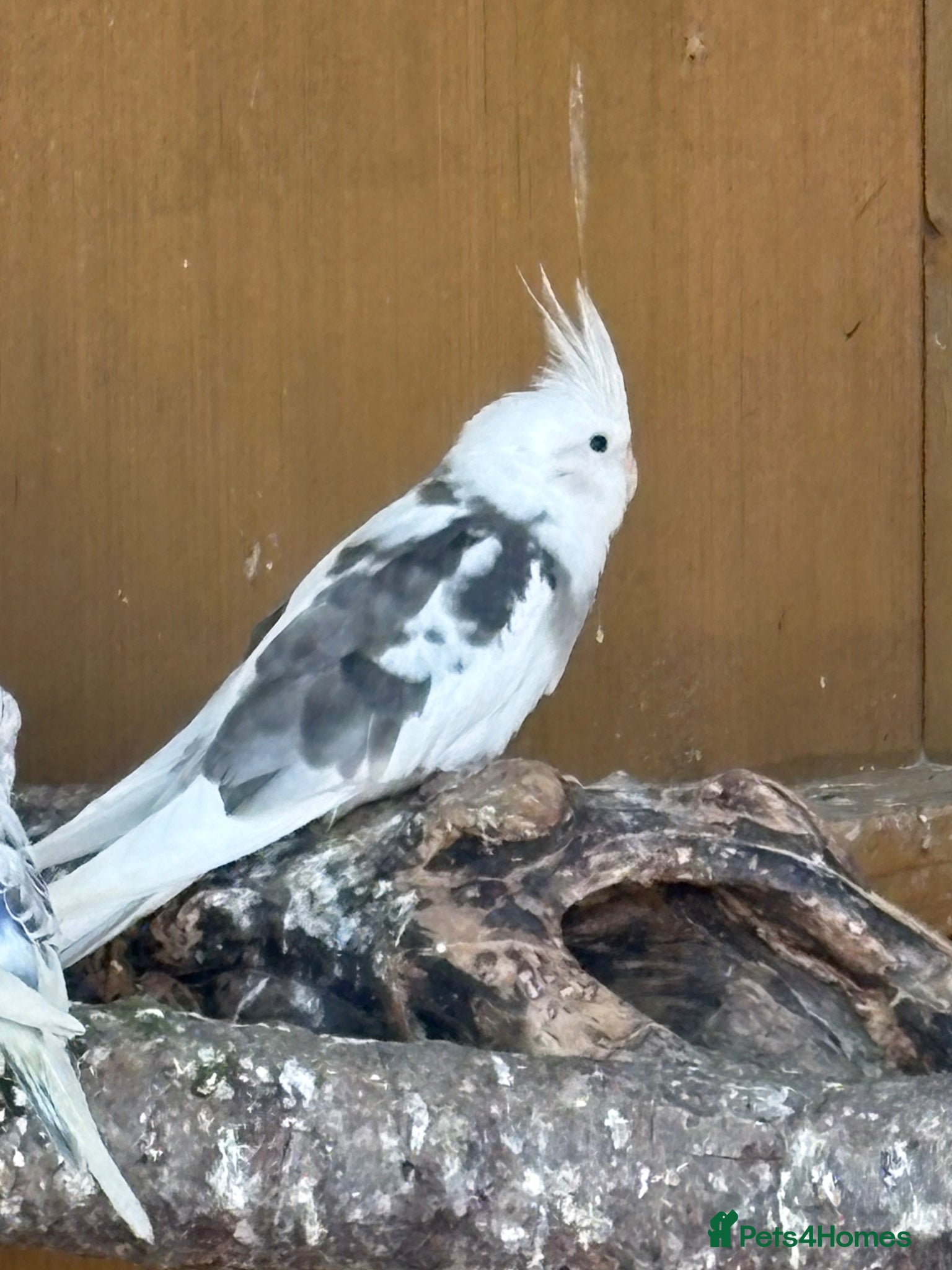 Cockatiels birds 4x cockatiels  - Advert 3