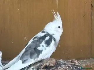 Cockatiels birds 4x cockatiels - Advert 5