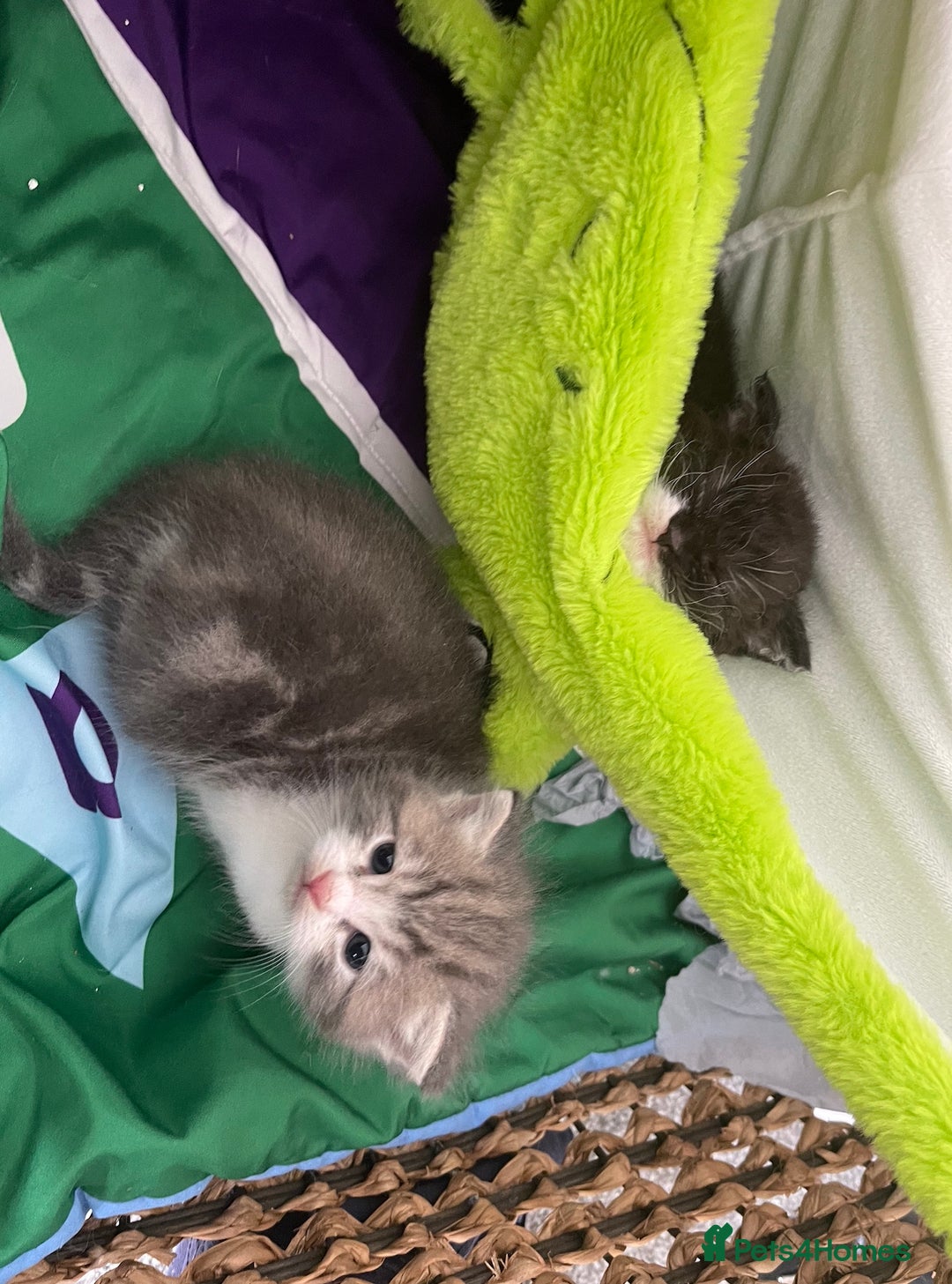 Mixed Breed cats for sale: Ragdoll Cross Kittens - Image 6