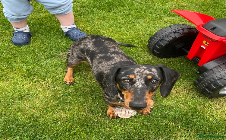 Miniature Dachshund dogs - Advert 1