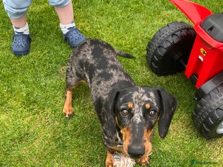 Miniature Dachshund dogs - Advert 3
