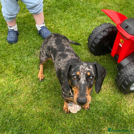 Miniature Dachshund dogs - Advert 12