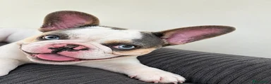 Stunning French Bulldog Female