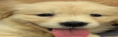 Golden Retriever 3