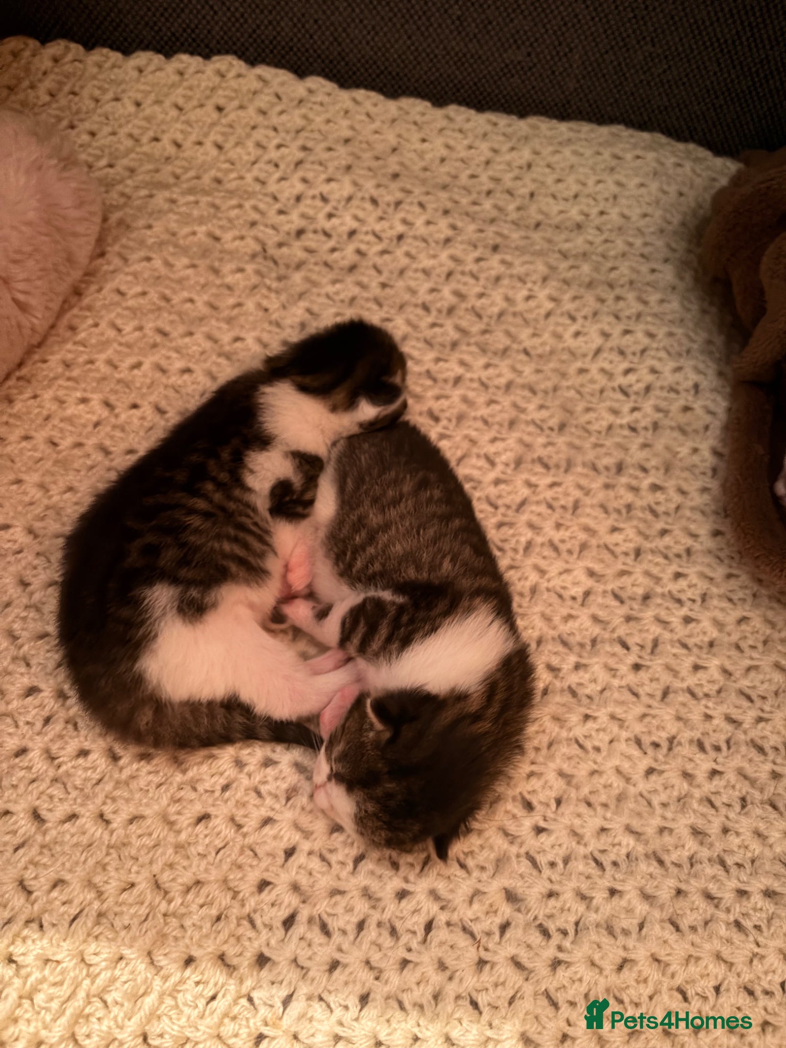 Mixed Breed cats for sale: Gorgeous kittens  in Nantwich - Advert 2