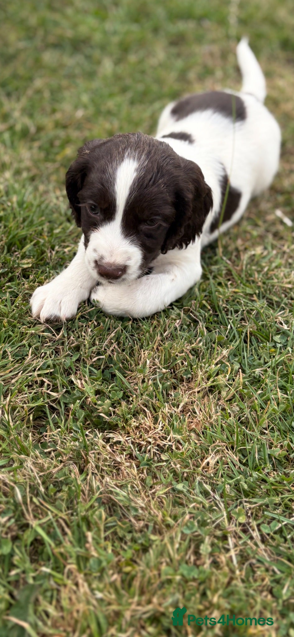 English Springer Spaniel dogs  2 of 9 beautiful boy springer  available  - Advert 2