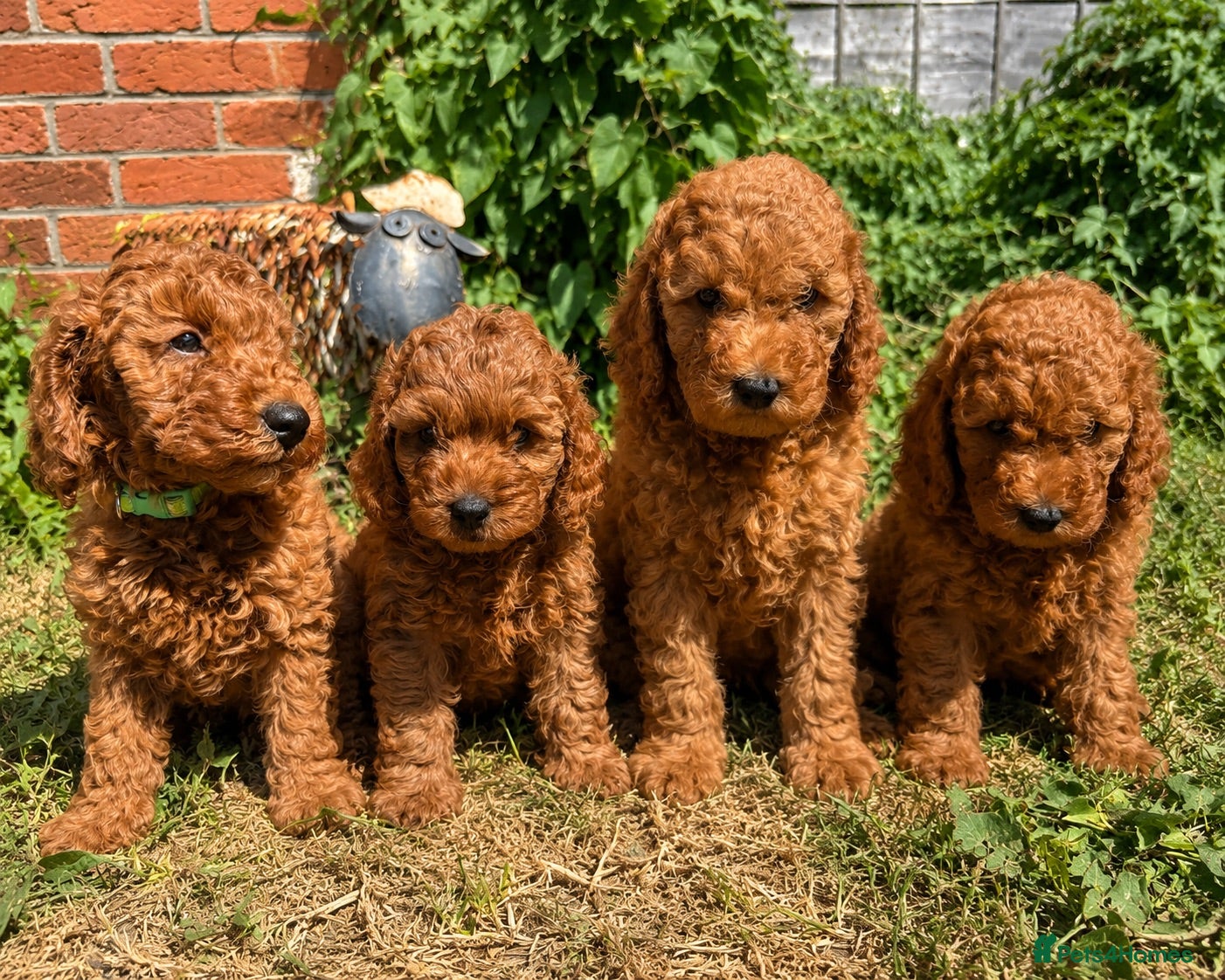 Cockapoo dogs Beautiful All Fox Red F1BB Cockapoo Puppies  - Advert 1