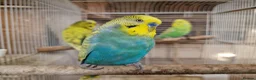 Budgerigars birds for sale: Super silly hand tamed Budgies  - Advert 11