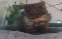 British Shorthair cats for sale: Pure British Shorthair kittens ready to leave  in Birmingham - Image 5