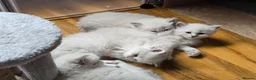 Siberian cats for sale: 4 Siberian Neva Masquerade kittens for seal - Advert 15