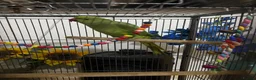 Ringnecks birds for sale: Ringneck parrot - Advert 2