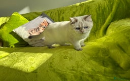 British Longhair cats for sale: British Longhair and Shorthair kittens for sale - Image 22