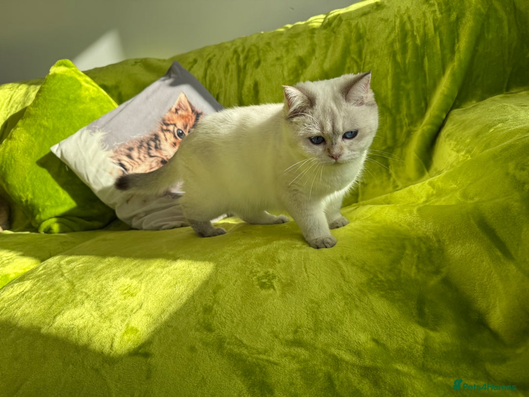 British Longhair cats for sale: British Longhair and Shorthair kittens for sale - Image 22