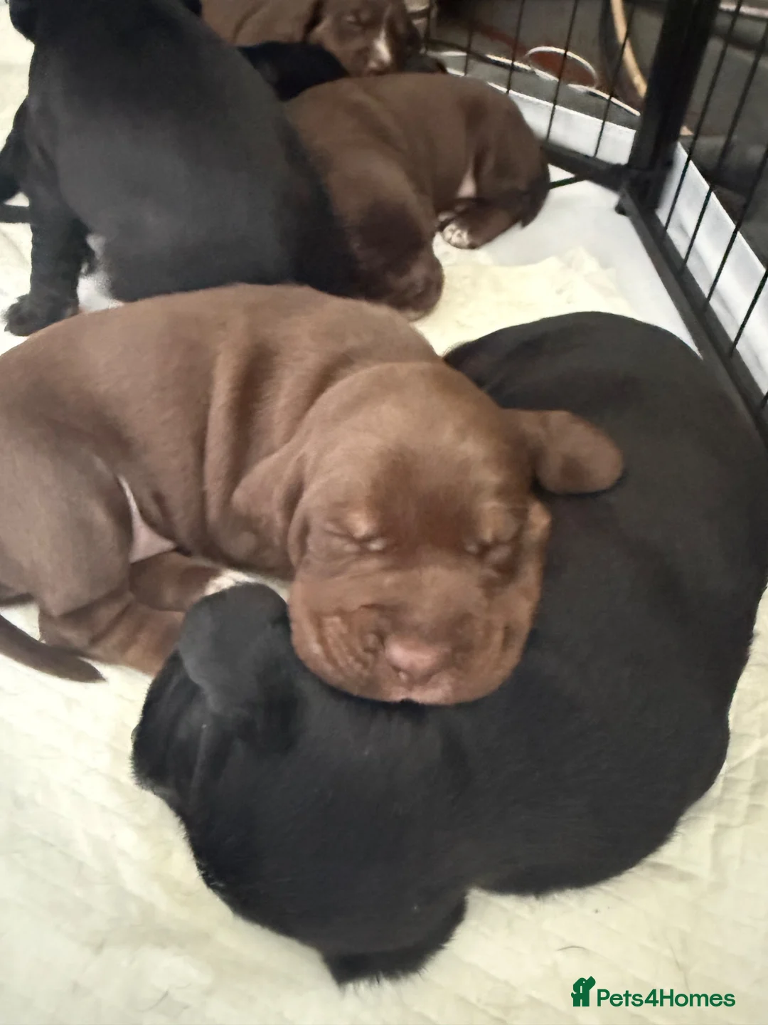 Mixed Breed dogs for sale: Patterdale Terrier × Cocker Spaniel Puppies in King's Lynn - Advert 17
