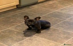 Miniature Dachshund dogs for sale: Rehoming - Mini dachshund (3) & French Bulldog (8) - Image 21
