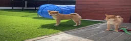 Japanese Shiba Inu dogs for sale: KC registered Japanese Shiba Inu puppies - Advert 8