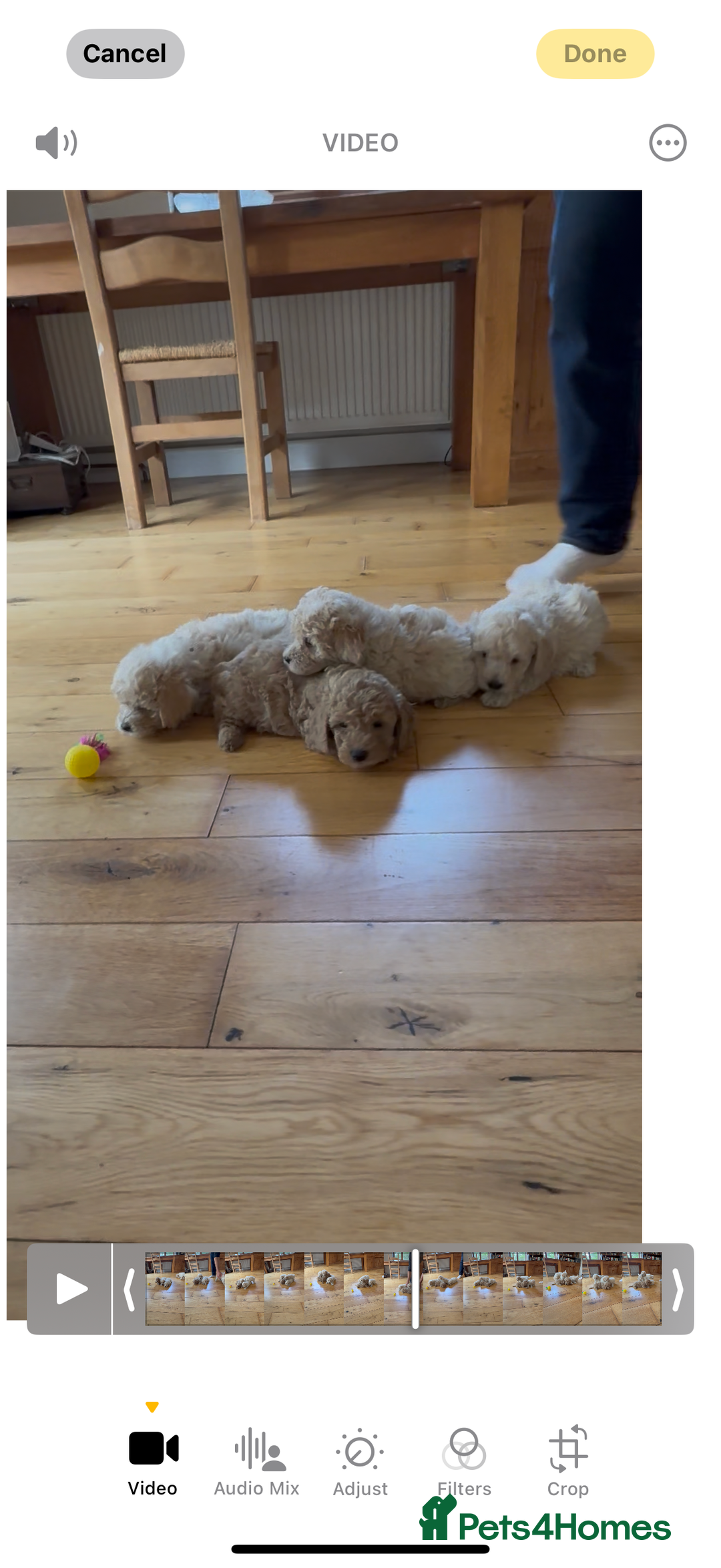Poochon dogs for sale: Tiny farm bred teddy bear bundles of fun !  - Image 33