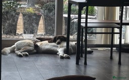 Siberian Husky dogs for sale: Husky and cocker spaniel  - Image 1