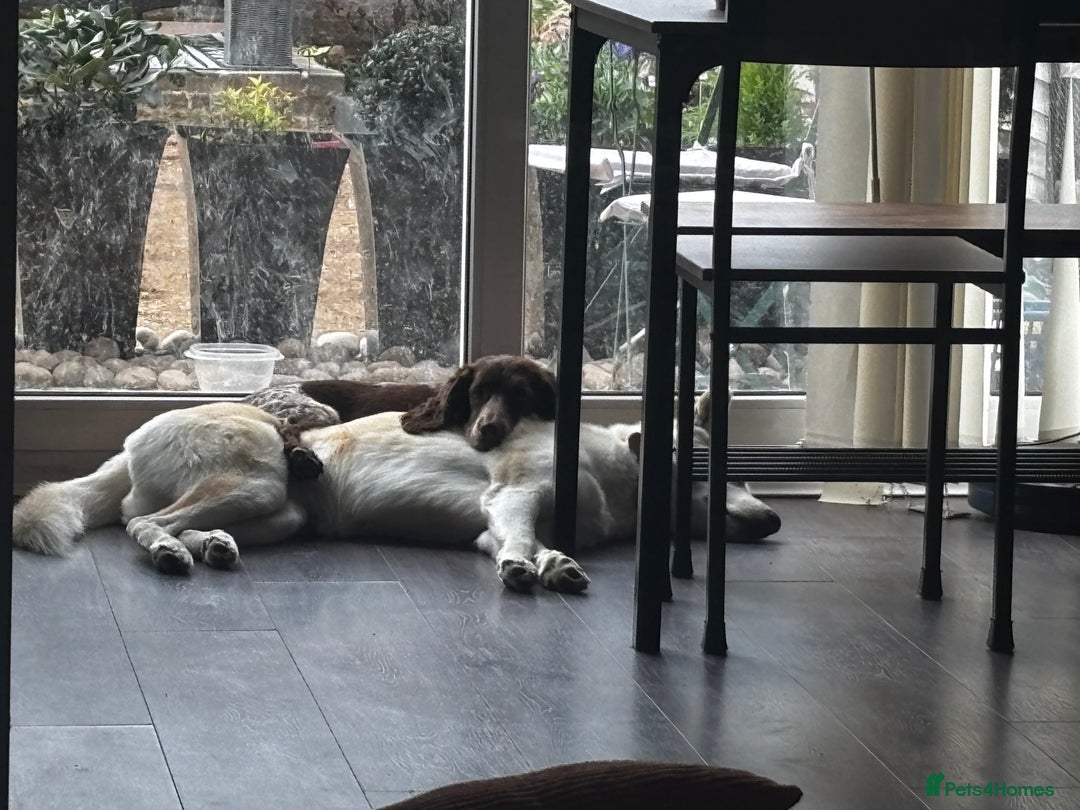 Siberian Husky dogs for sale: Husky and cocker spaniel  - Image 1
