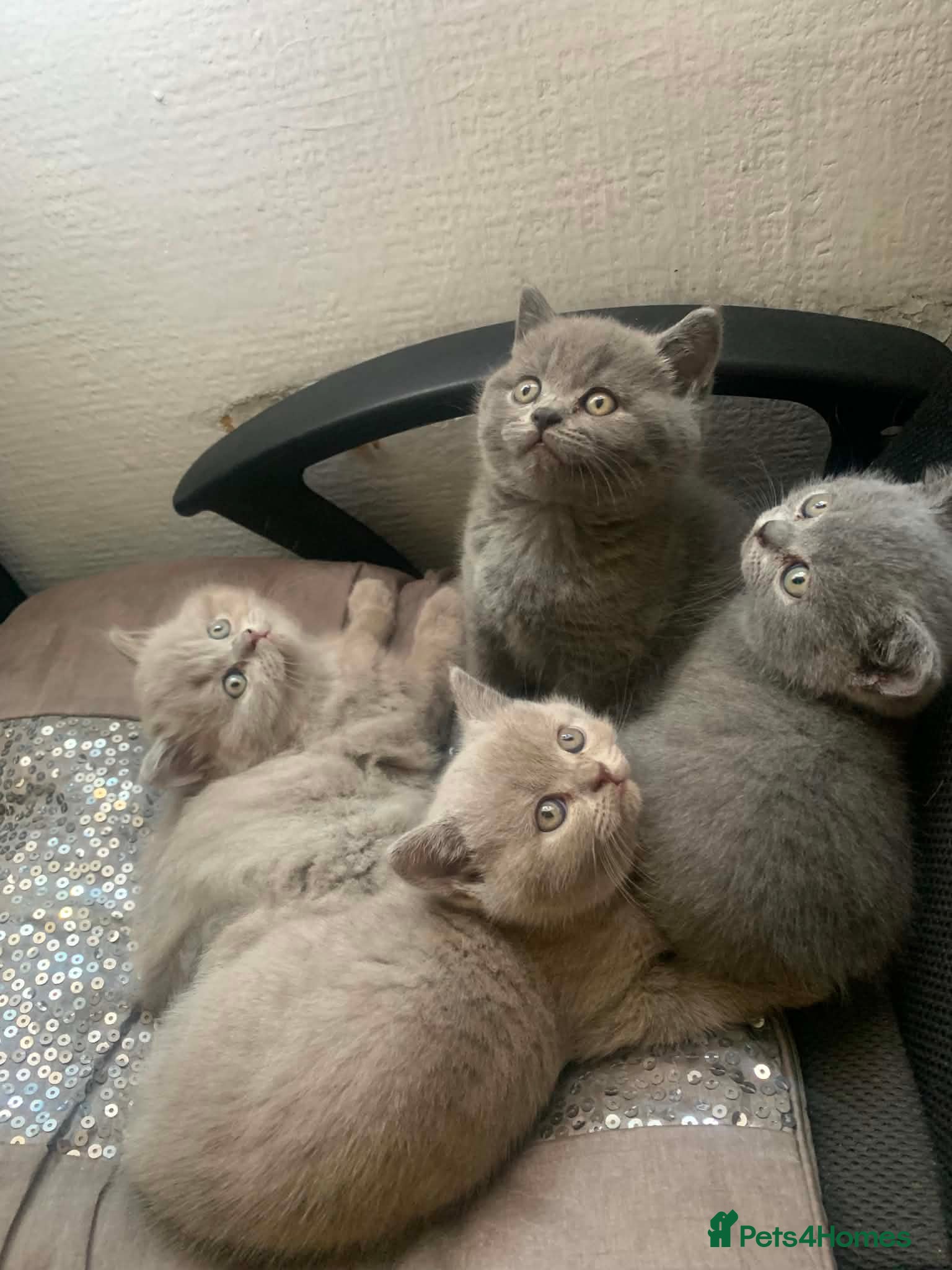 British Shorthair cats Left 4 adorable British shorthair kittens!!!… - Advert 1