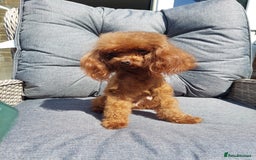 Toy Poodle dogs for sale: Full Asian girl - Image 5