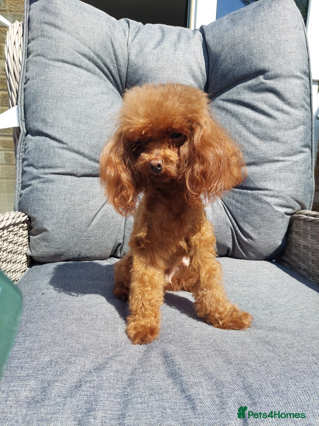 Toy Poodle dogs for sale: Full Asian girl - Advert 21