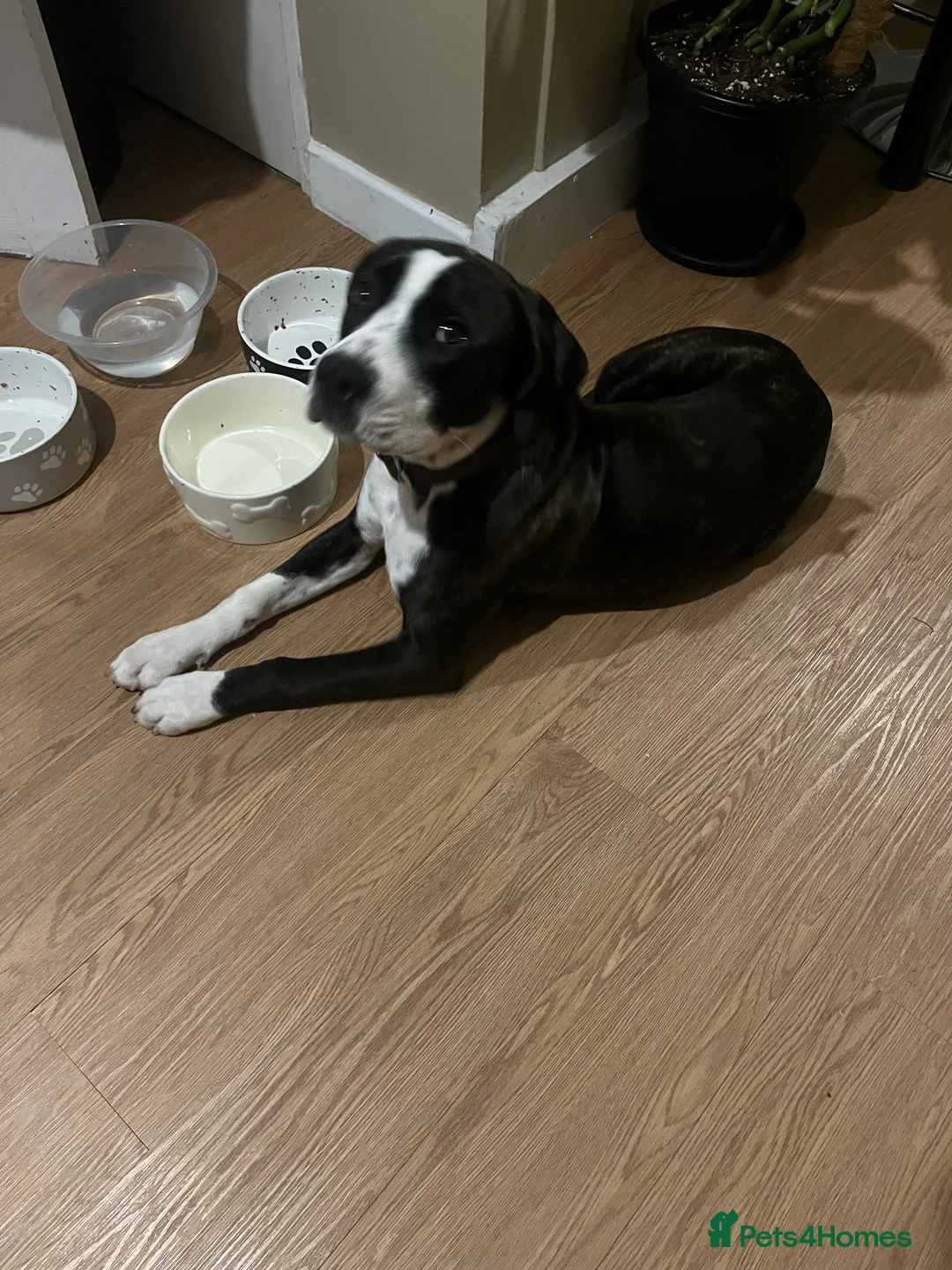 Mixed Breed dogs for sale: Boxer/staffy  - Advert 2