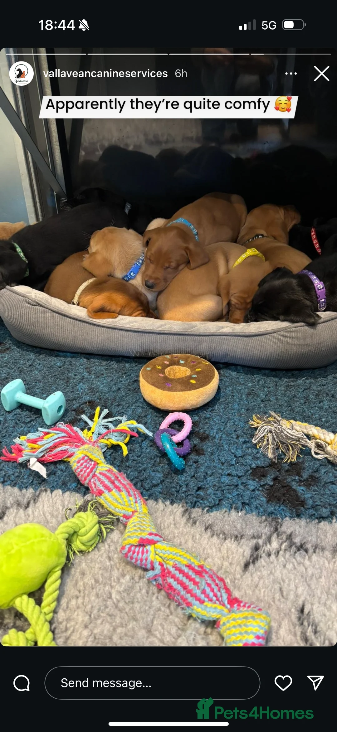 Labrador Retriever dogs for stud: For stud  in Market Drayton - Advert 21