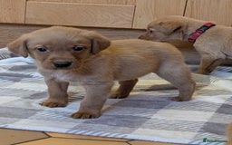 Labrador Retriever dogs for sale: Stunning litter of Labrador retriever pups  - Advert 32