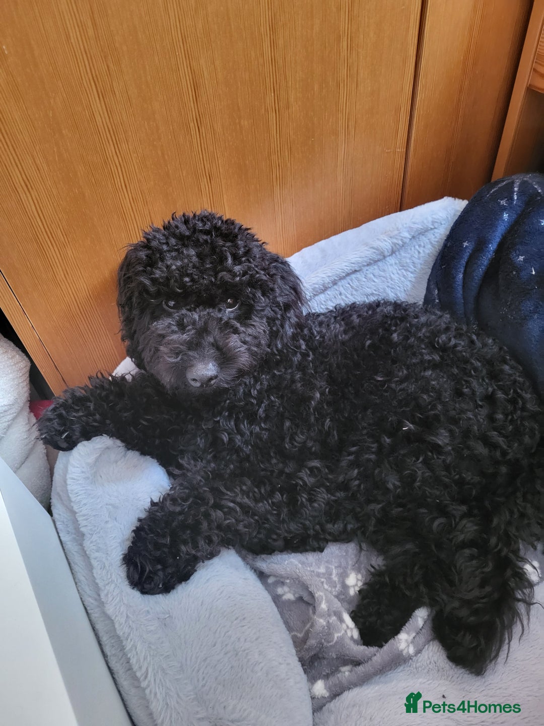 Mixed Breed dogs for sale: Santiago  - Image 1
