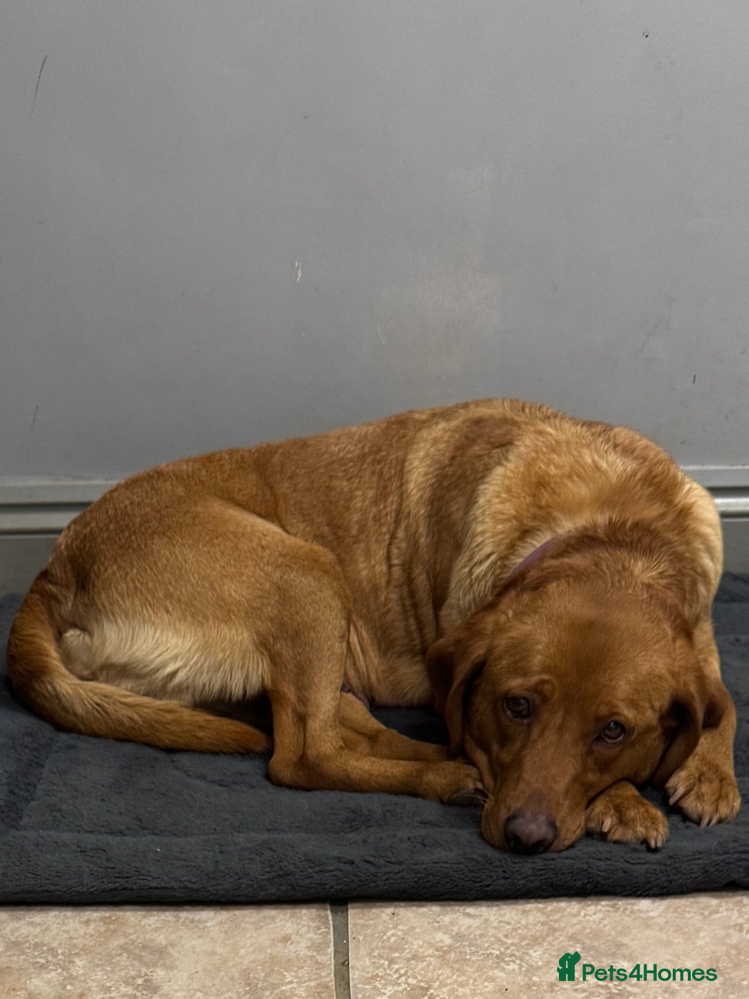 Labrador Retriever dogs for sale: Adult Fox Red Labrador Bitch Very Loving - Advert 7