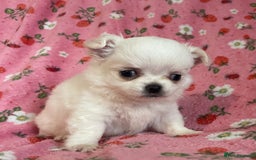 Chihuahua dogs for sale: White long coat Chihauhau Pups - Image 9