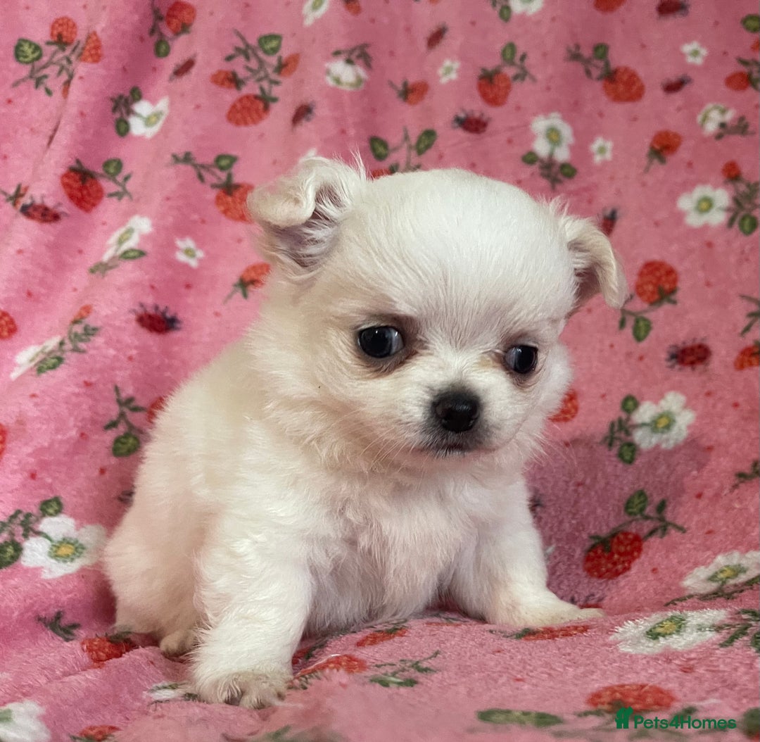 Chihuahua dogs for sale: White long coat Chihauhau Pups - Image 9