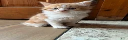 British Longhair cats for sale: Kittens in Romford - Advert 15