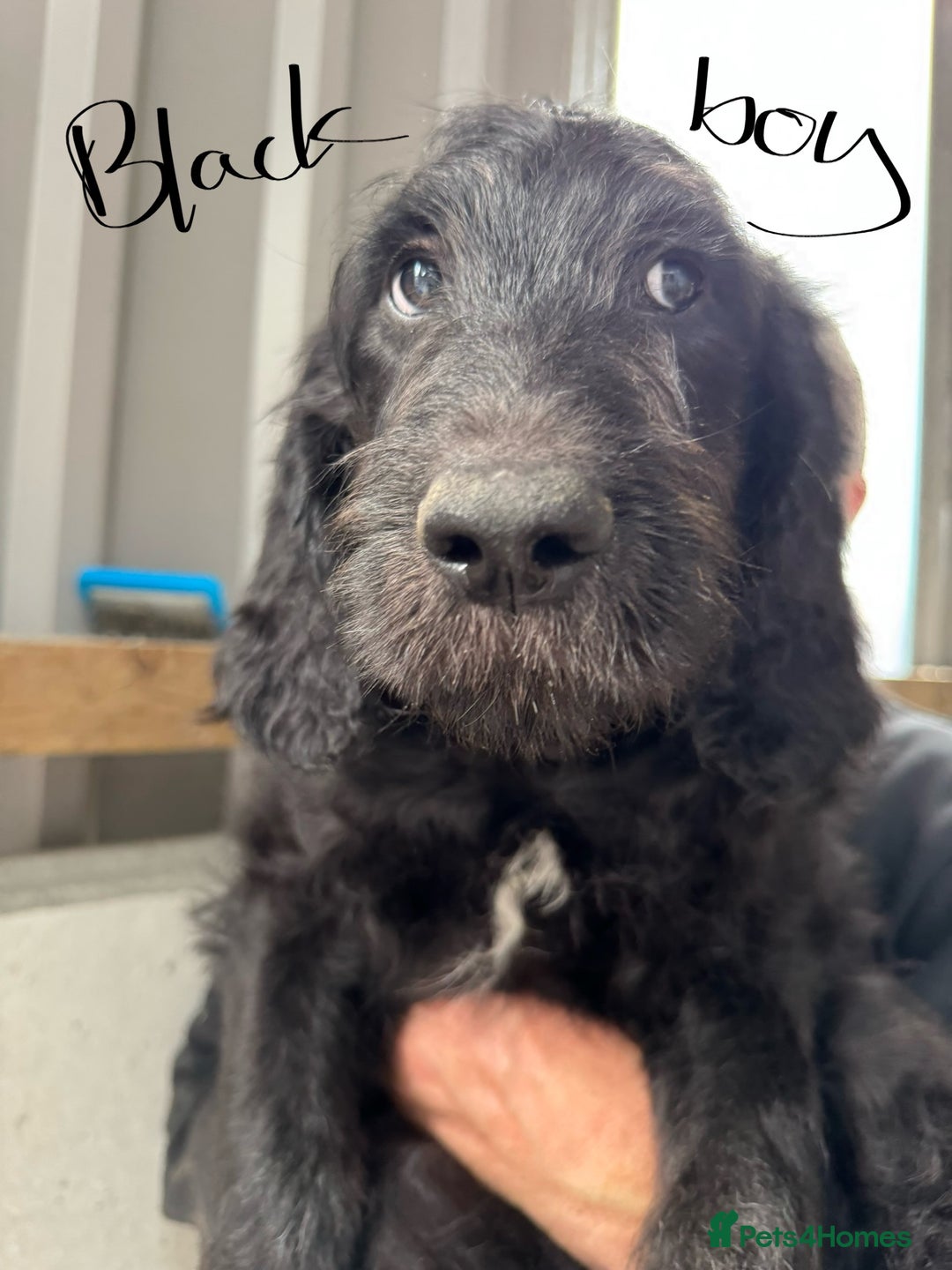 Goldendoodle dogs for sale:  F1b golden doodle puppies ready to go.  in Llandeilo - Image 11