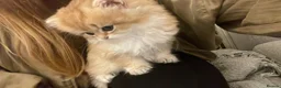 British Longhair cats for sale: Last BLH beautiful Boy - Advert 2