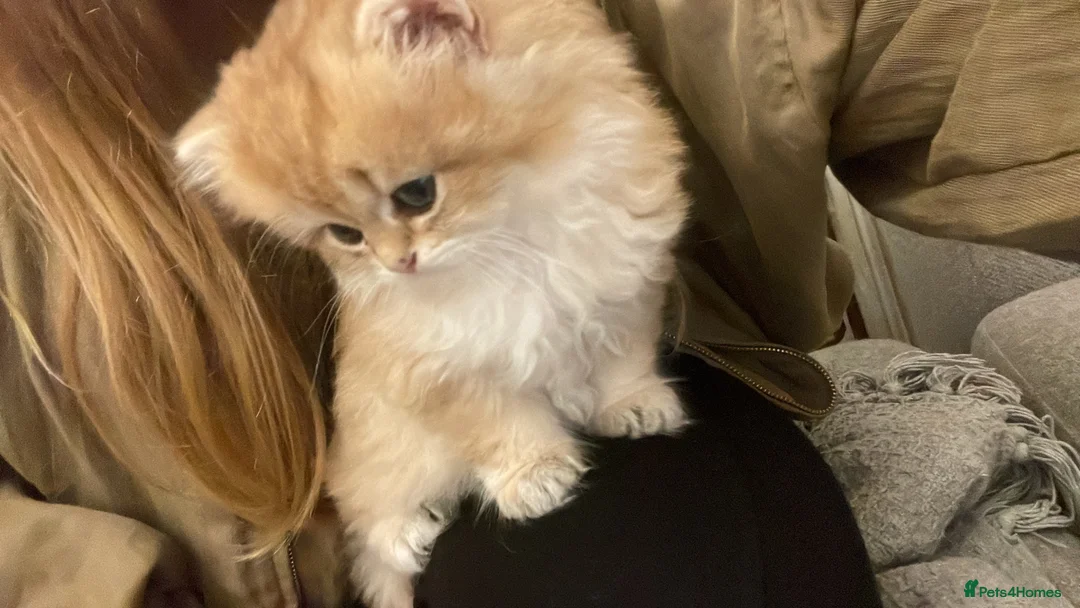 British Longhair cats for sale: Last BLH beautiful Boy - Advert 2