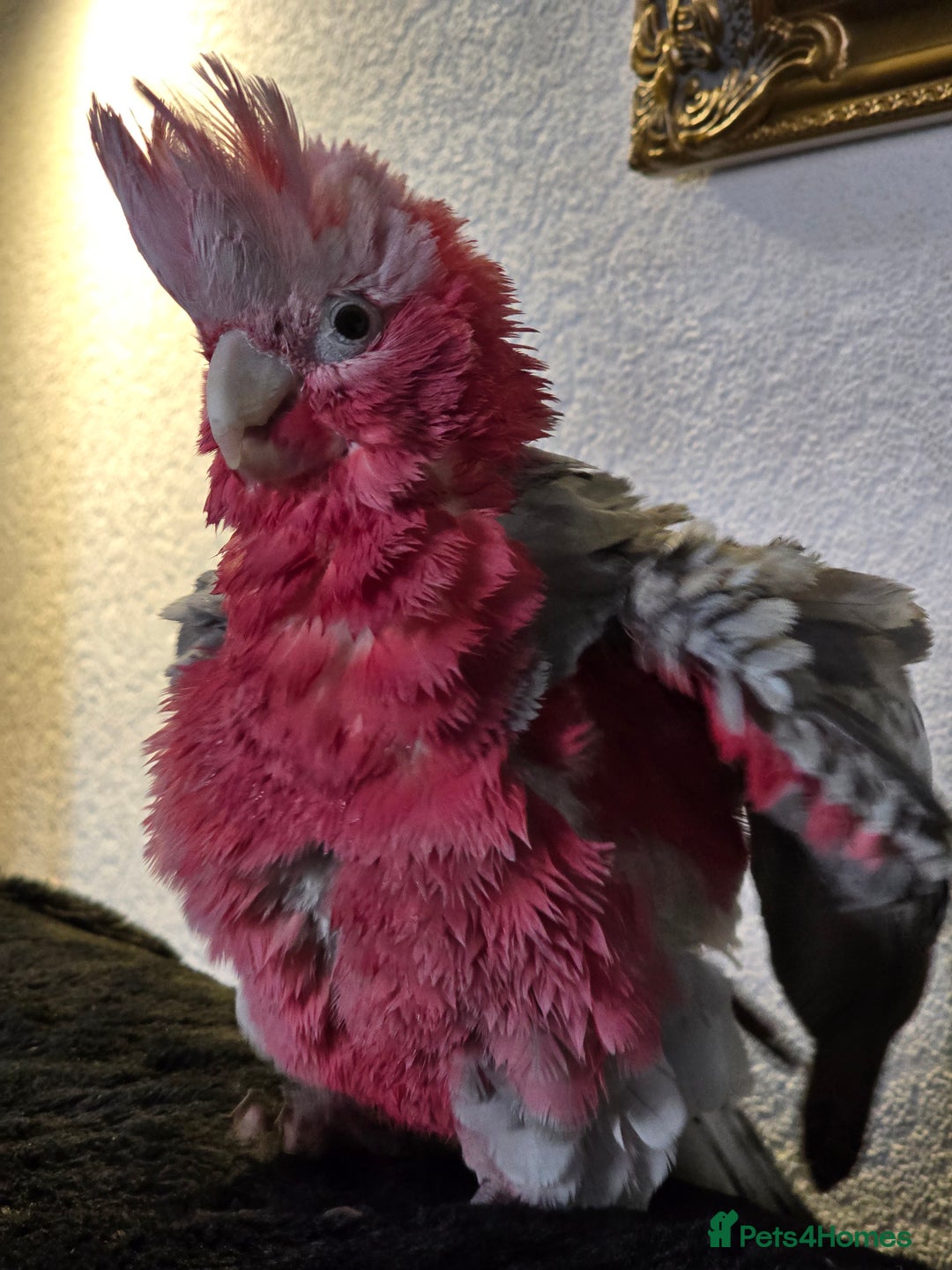Parrots birds for sale: BuBu The Galah with full set up 1500 ono - Image 7