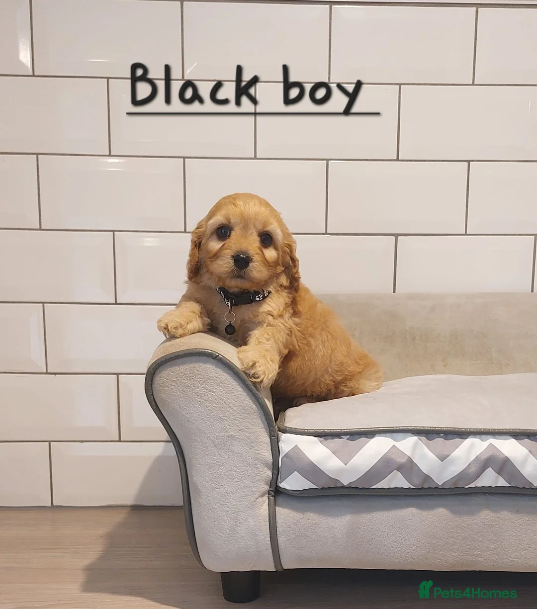 Cavachon dogs for sale: F1 Cavachon puppies - Advert 3