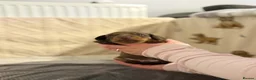 Dachshund dogs for sale: Gorgeous Miniature Dachshunds  in Deal - Advert 6