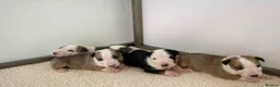 English Bull Terrier dogs for stud: Proven English bull terrier for stud - Advert 3