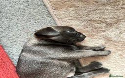 Pug dogs for sale: Adorable Pug Puppy looking for her new home - Image 6