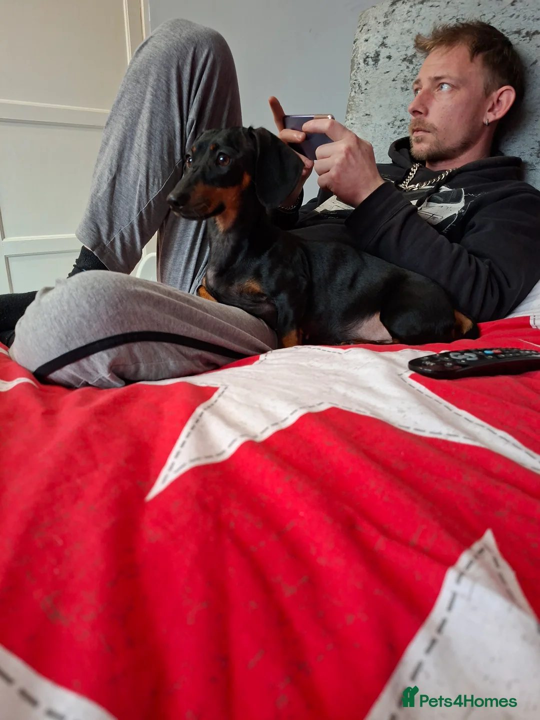 Miniature Dachshund dogs for sale: Mabel - Advert 7