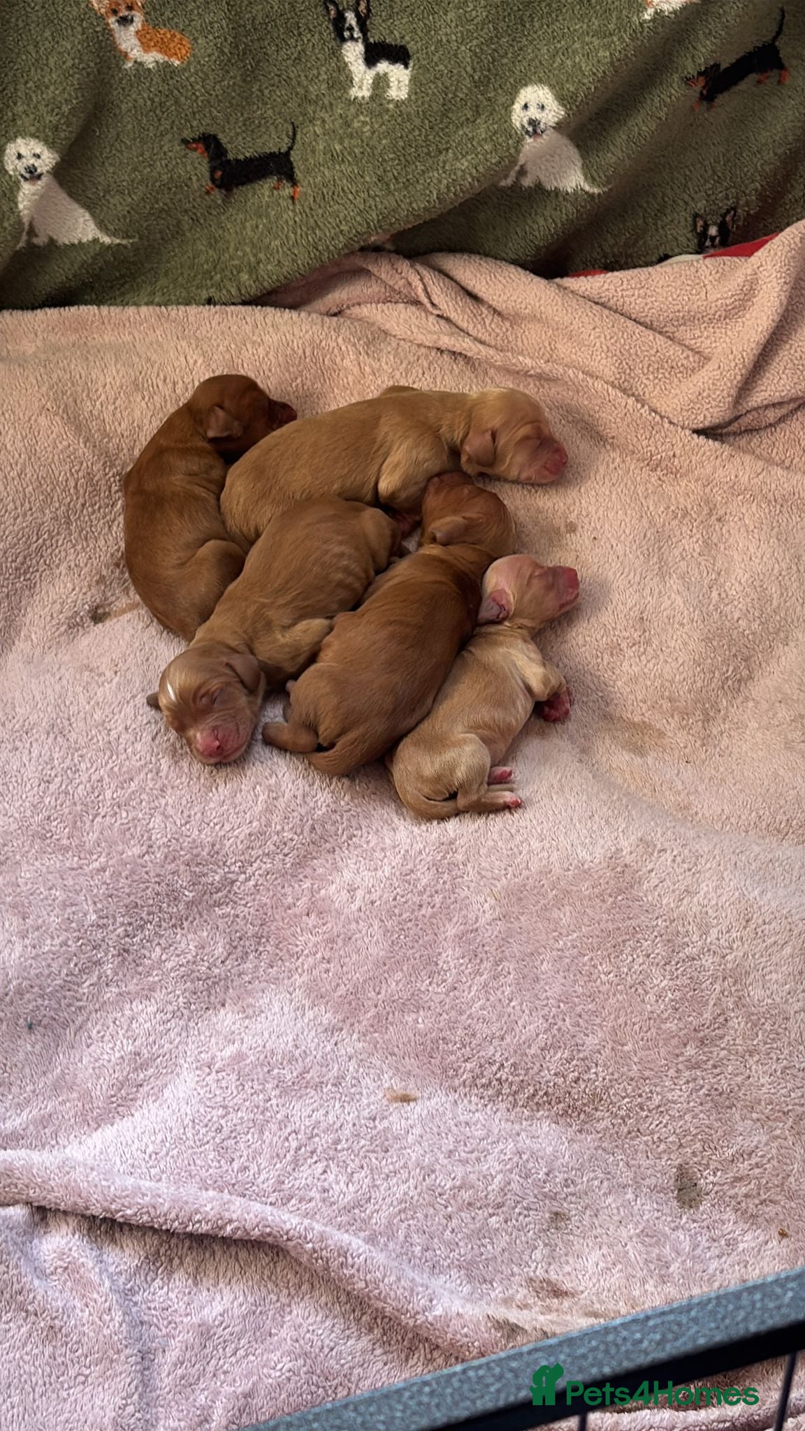 Cocker Spaniel dogs KC Registered Red Working Cocker Spaniels - Advert 2