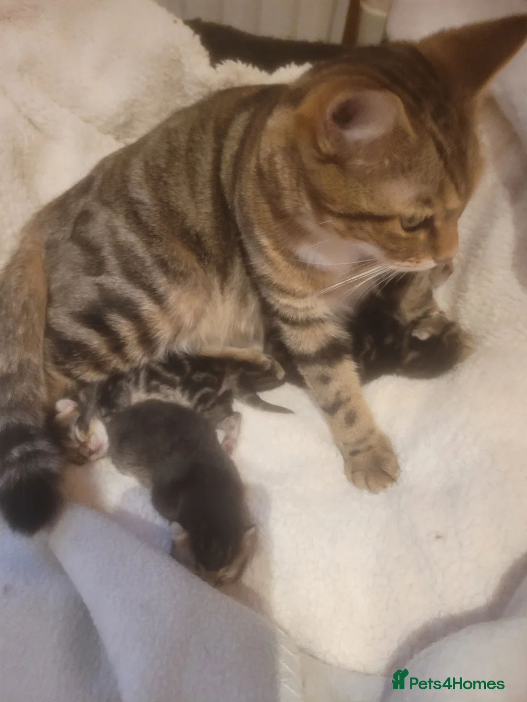 Mixed Breed cats for sale: Stunning Norwegian x tabby British blue kittens  - Advert 3