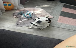 Jack Russell dogs for stud: JackRussell – 1 Year Old, Proven & Healthy in Maidstone - Image 4