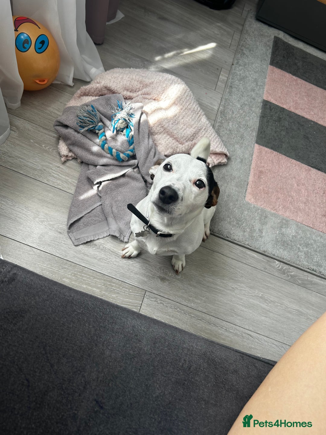 Jack Russell dogs for stud: JackRussell – 1 Year Old, Proven & Healthy in Maidstone - Image 4